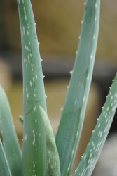 Aloe 