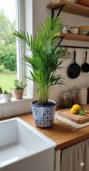 Areca Palme,tropische Goldfruchtpalme,Madagaskar,35cm,dekorative Zimmerpflanze 