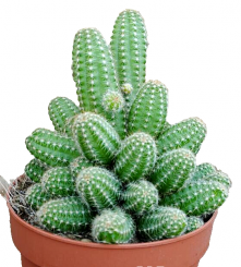 Chamaelobivia,frostfester Kaktus,bis -7 Grad,groß,13er Topf,Kakteen,Sukkulenten gelb