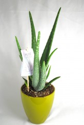 Echte Aloe Vera,medizinisch,ca.45cm, große Pflanzen im 14er Keramiktopf,2 Farben 