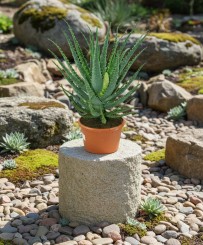 Aloe arborescens,große kräftige Heilaloe,17er Topf,ca.30-35cm hoch 