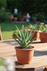 Aloe arborescens,große kräftige Heilaloe,12er Topf,bis 30cm hoch 