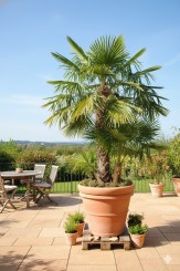 Terracotta Pflanzkübel italienische Terracotta Großkübel frostsicher 100cmØ 