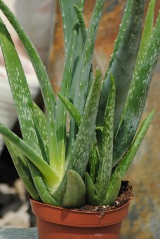 Echte Aloe Vera,medizinisch,ca.45cm, sehr große Pflanzen 