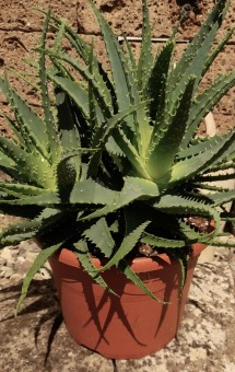 Aloe arborescens,Heilaloe,25er Topf,3 Pflanzen/Topf,ca.30-35cm hoch,Heilpflanze! 