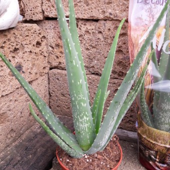 12er Topf,ca.40 cm hoch,3 Pflanzen Aloe Vera,Heilpflanze,Zimmerpflanze 