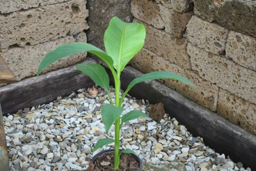 Bananenpflanze,frostbeständig,ca.-15Grad,Musa Basjoo,ca.50cm 