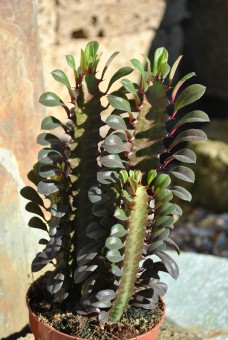 Euphorbia trigona rubra,Große sukkulente Pflanzen,ca. 30cm,13er Topf 
