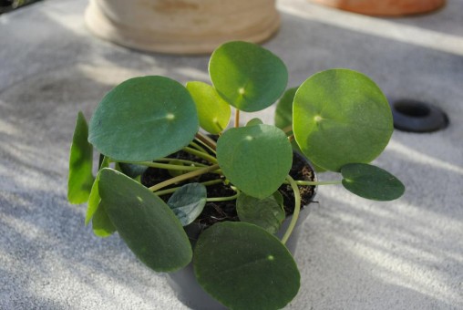 Pilea peperomioides Glückstaler Ufopflanze Chinesischer Geldbaum,große Pflanzen 