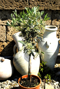 Olivenbaum,Olea Europea,Stämmchen,65cm,kräftige Pflanze 