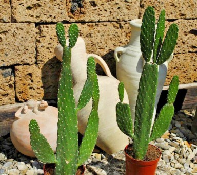 Opuntia Consolea,große,stark verzweigte Pflanze,ca. 60-70cm Pflanzenhöhe 