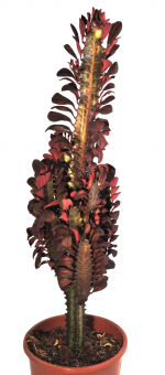 Euphorbia trigona rubra,sehr große sukkulente Pflanzen,ca. 55-60cm,17er Topf 