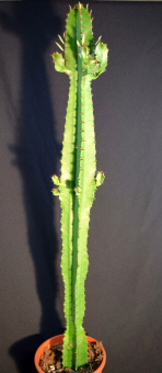 Euphorbia acrurensis,Westernkaktus,große sukkulente Pflanzen,ca.60cm,17er Topf 
