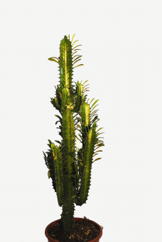 Euphorbia trigona ,sehr große sukkulente Pflanzen,ca. 55-60cm,17er Topf 