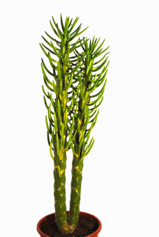 Cylindropuntia subulata,sehr große Pflanze,ca.60cm hoch 