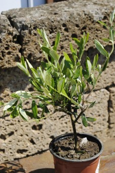 Olivenbaum,Olea Europea,Stämmchen,35cm,kräftige Pflanze 