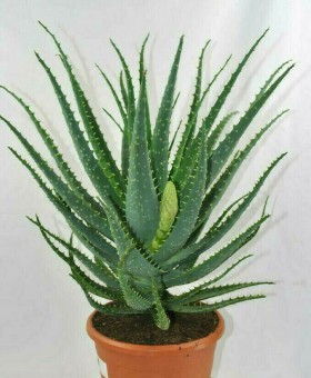 Aloe arborescens,große kräftige Heilaloe,17er Topf,ca.40-45cm hoch,Heilpflanze! 