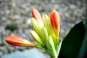 morepic-4