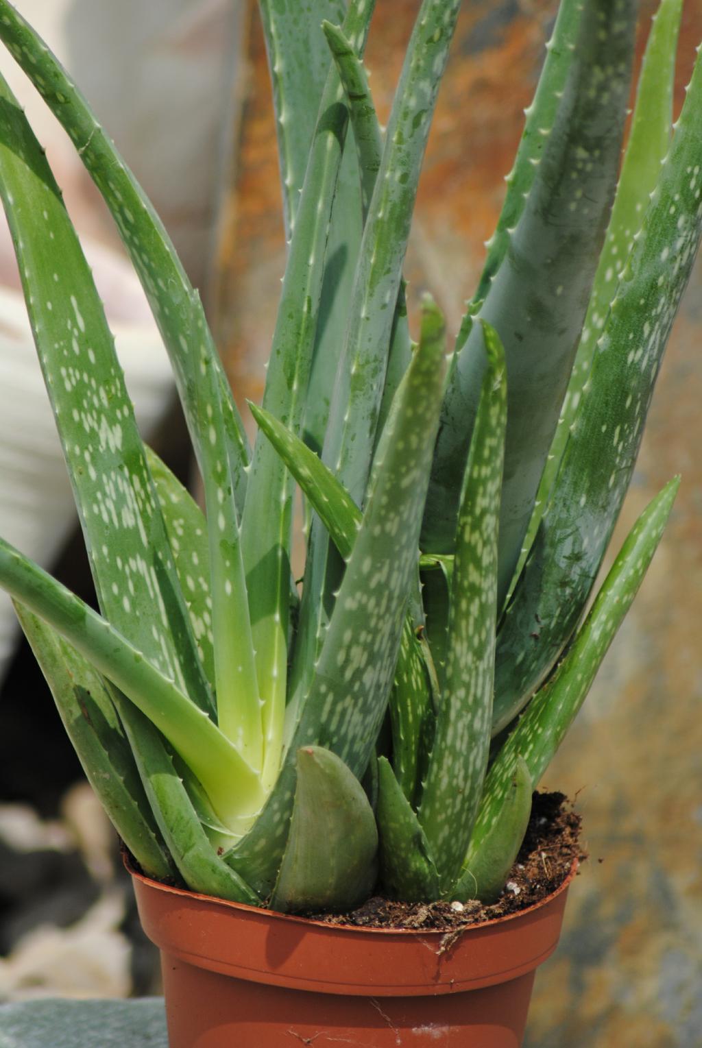 Echte Aloe Vera,medizinisch 12cm Topf sehr große Pflanzen mit ca.40 cm Höhe 1Pflanze 