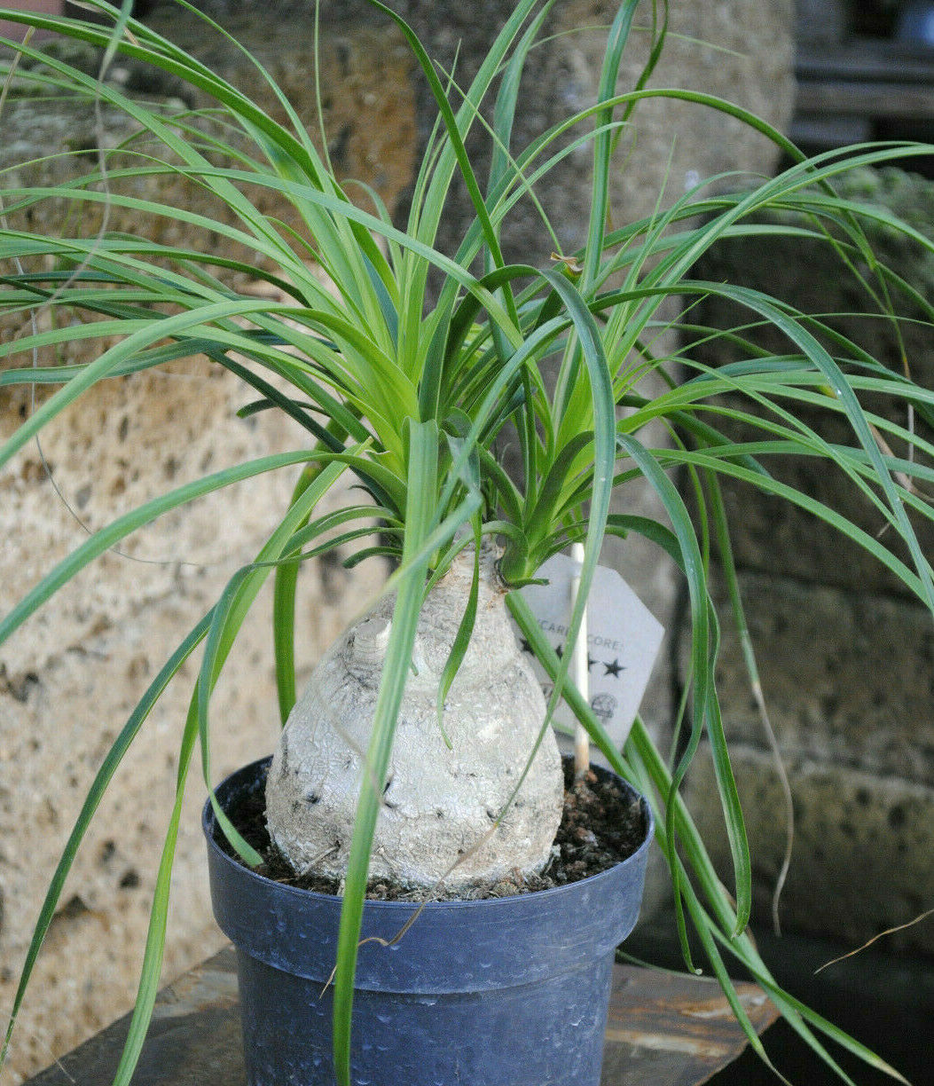 Nolina beaucarneaElefantenfuß 150 cm Palmenlager Zimmerpflanze 